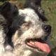 Illustration for article titled Inspirational Eyeless Border Collie Still Rocks Fetch